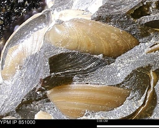 Limopsis striatopunctatus