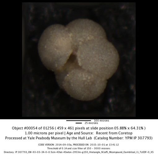 undet. Foraminiferida