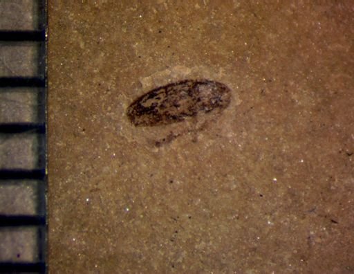 undet. Coleoptera