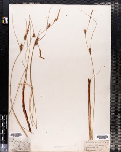 Carex lasiocarpa