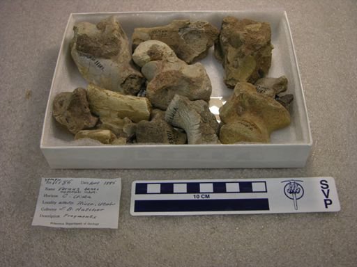 undet. Mammalia