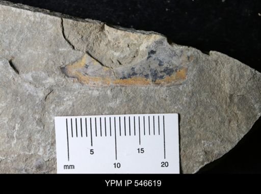 undet. Eurypterida