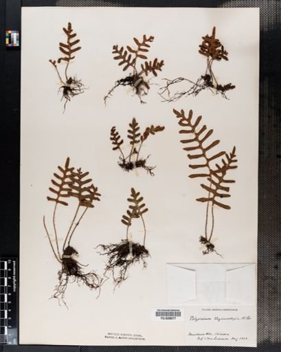 Polypodium