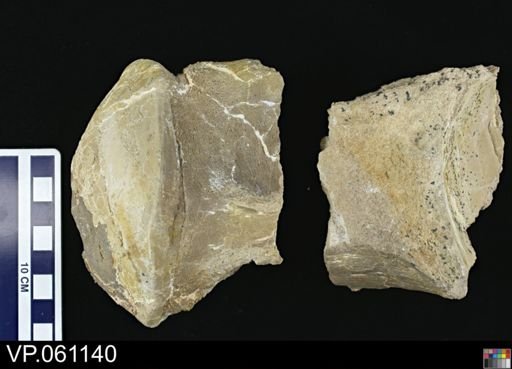 undet. Mosasauridae