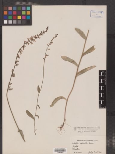 Lobelia spicata