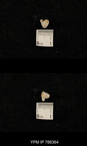 taxon undetermined