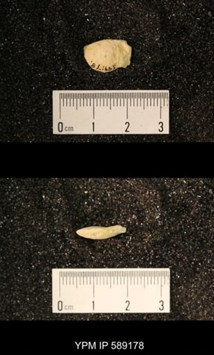 Sowerbyella sp.