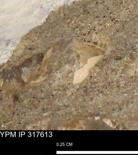 undet. Mollusca