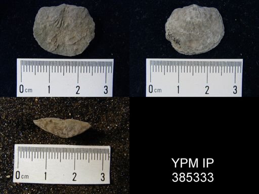 Tropidoleptus sp.