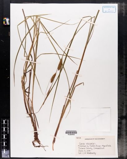 Carex vesicaria