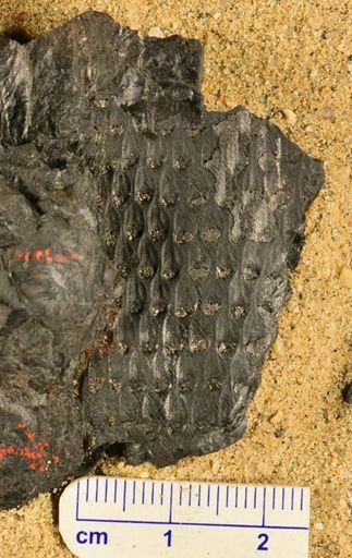 Lepidodendron sp.