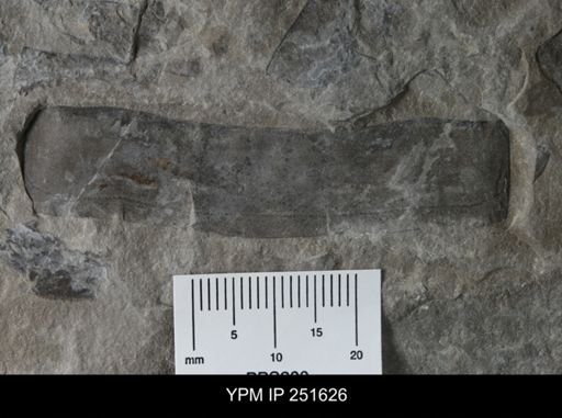 undet. Eurypterida
