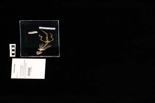 Sceloporus occidentalis