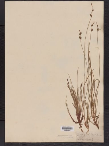 Carex globularis