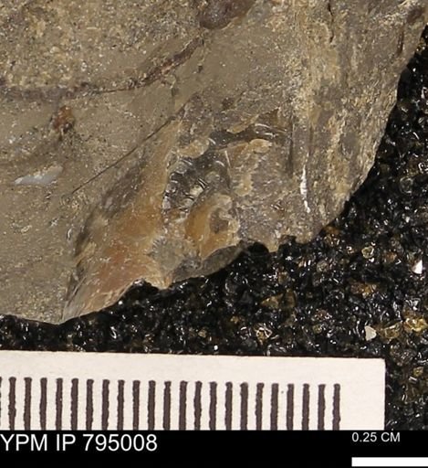 undet. Ammonoidea