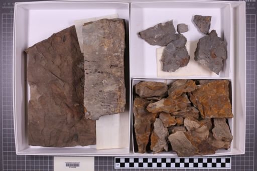 mixed taxa, stratigraphic collection