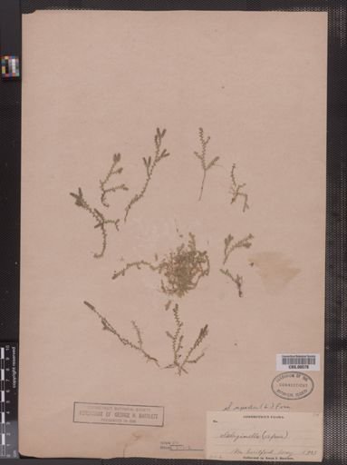 Selaginella apoda