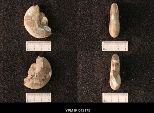 Hoploscaphites nicolletii