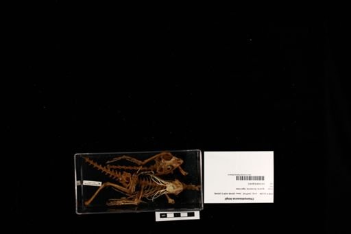 Chlamydosaurus kingii