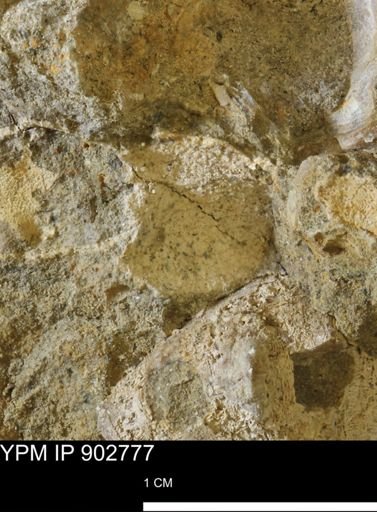 undet. Mollusca