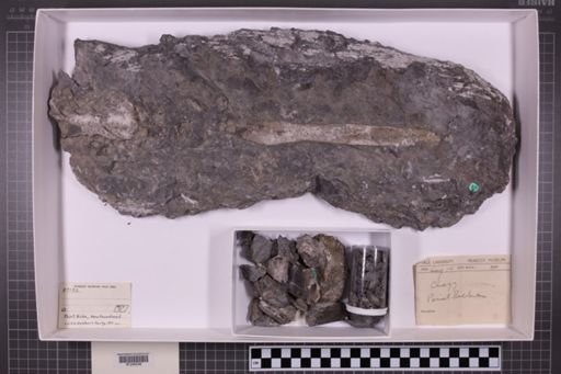 mixed taxa, stratigraphic collection