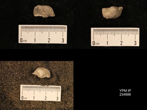 Marginifera fragilis