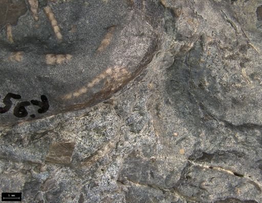 Aplocoma damesii