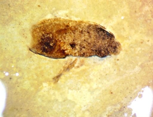undet. Coleoptera