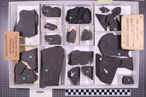 mixed taxa, stratigraphic collection