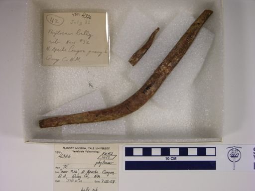 Parasuchidae