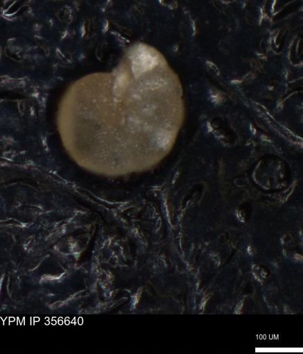 undet. Foraminiferida