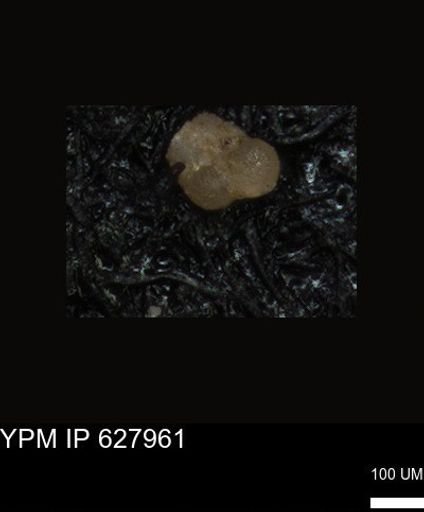 undet. Foraminiferida