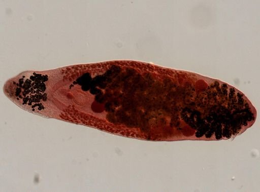 Platyhelminthes
