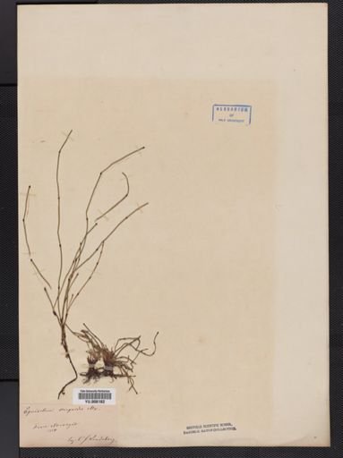 Equisetum scirpoides