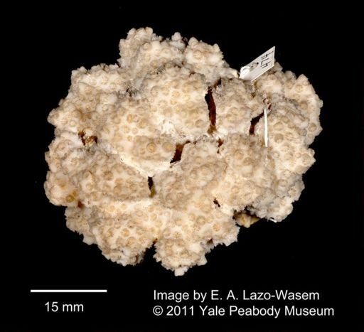 Astraea (Orbicella) ocellina