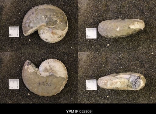 Discoscaphites gulosus