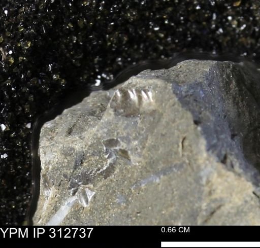 undet. Scaphitidae