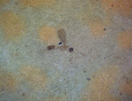 undet. Hymenoptera
