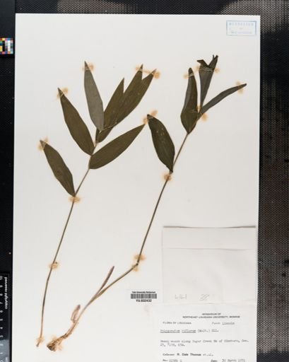 Polygonatum biflorum