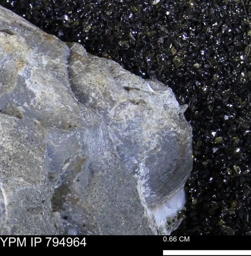 undet. Bivalvia