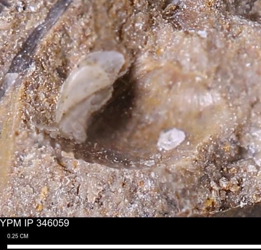 undet. Bivalvia