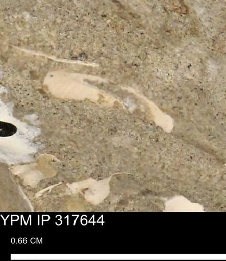 undet. Mollusca