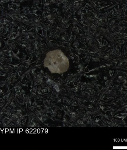 undet. Foraminiferida