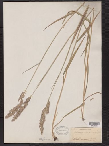Calamagrostis cinnoides