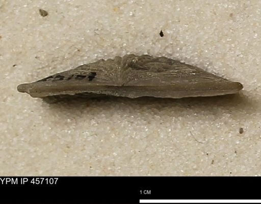 Stropheodonta sp.