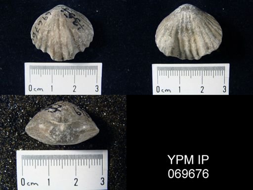 Rhynchotrema perlamellosum