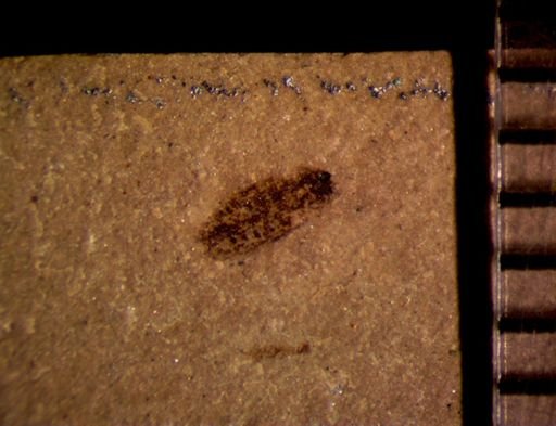 undet. Coleoptera