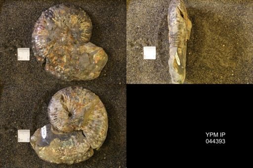 Jeletzkytes nebrascensis