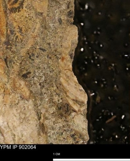 undet. Inoceramidae
