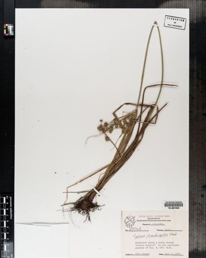 Plantae